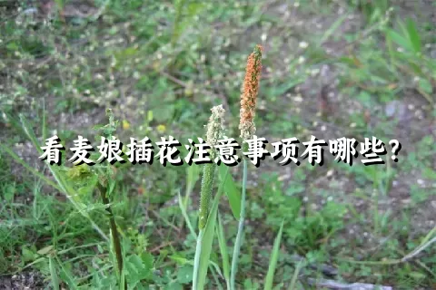 看麦娘插花注意事项有哪些？