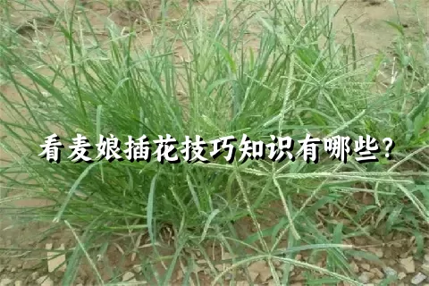 看麦娘插花技巧知识有哪些？