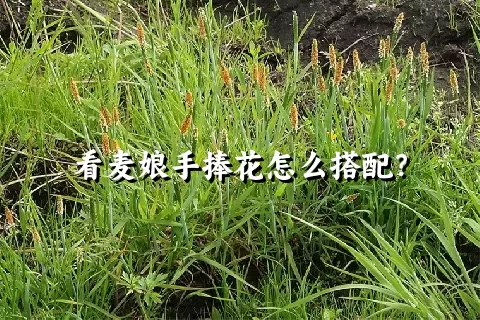 看麦娘手捧花怎么搭配？