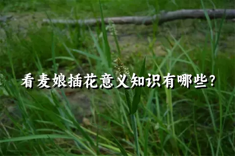 看麦娘插花意义知识有哪些？
