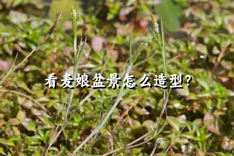 看麦娘盆景怎么造型？