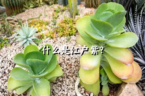 什么是江户紫？