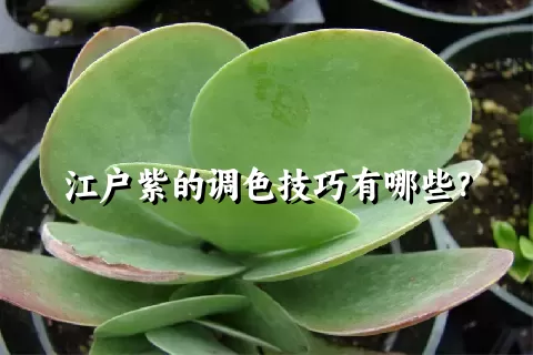江户紫的调色技巧有哪些？