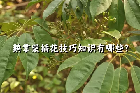 鹅掌柴插花技巧知识有哪些？