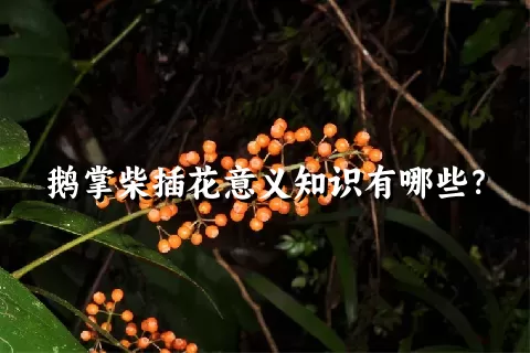 鹅掌柴插花意义知识有哪些？
