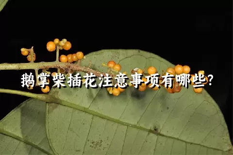 鹅掌柴插花注意事项有哪些？