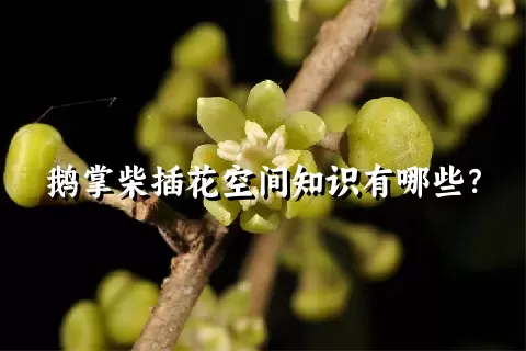 鹅掌柴插花空间知识有哪些？