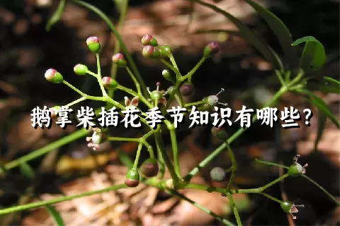 鹅掌柴插花季节知识有哪些？