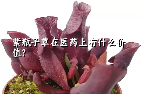 紫瓶子草在医药上有什么价值？