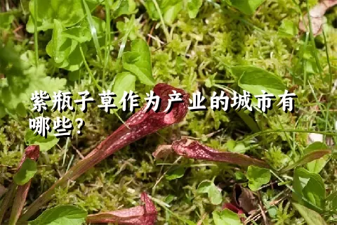 紫瓶子草作为产业的城市有哪些？