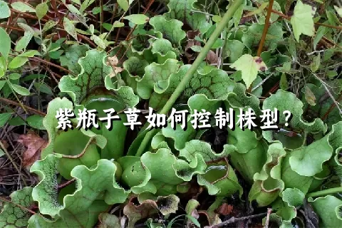 紫瓶子草如何控制株型？