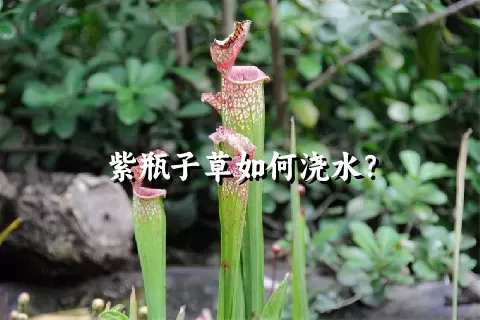 紫瓶子草如何浇水？