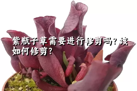 紫瓶子草需要进行修剪吗？该如何修剪？
