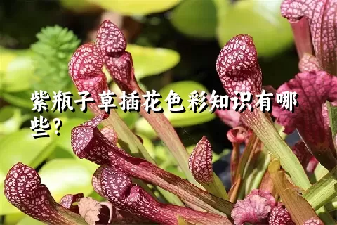 紫瓶子草插花色彩知识有哪些？