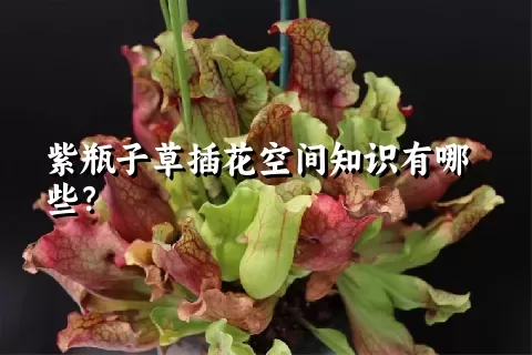 紫瓶子草插花空间知识有哪些？