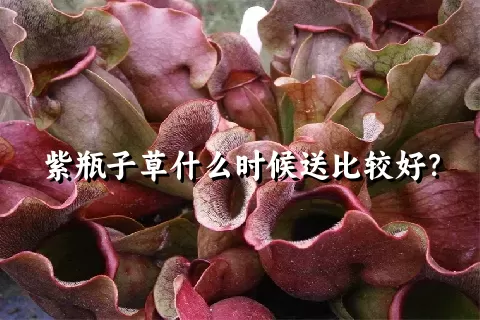 紫瓶子草什么时候送比较好？