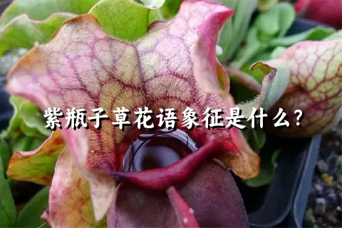 紫瓶子草花语象征是什么？