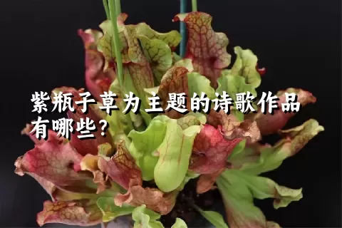 紫瓶子草为主题的诗歌作品有哪些？