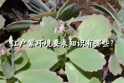 江户紫环境要求知识有哪些？