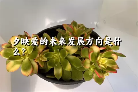 夕映爱的未来发展方向是什么？