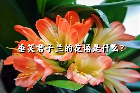 垂笑君子兰的花语是什么？