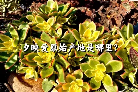 夕映爱原始产地是哪里？
