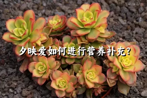 夕映爱如何进行营养补充？