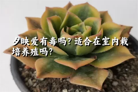 夕映爱有毒吗？适合在室内栽培养殖吗？