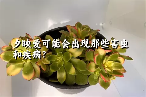 夕映爱可能会出现那些害虫和疾病？