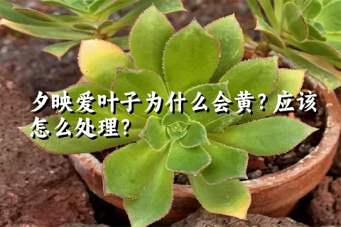夕映爱叶子为什么会黄？应该怎么处理？