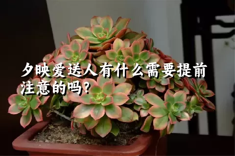 夕映爱送人有什么需要提前注意的吗？