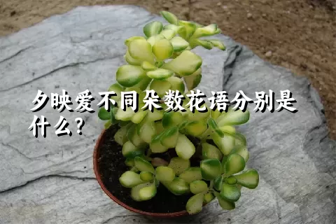 夕映爱不同朵数花语分别是什么？