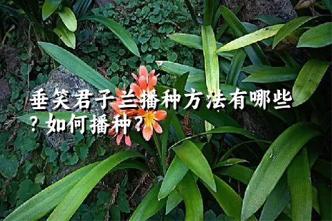 垂笑君子兰播种方法有哪些？如何播种？