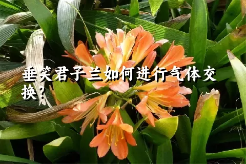垂笑君子兰如何进行气体交换？