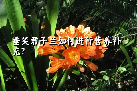 垂笑君子兰如何进行营养补充？