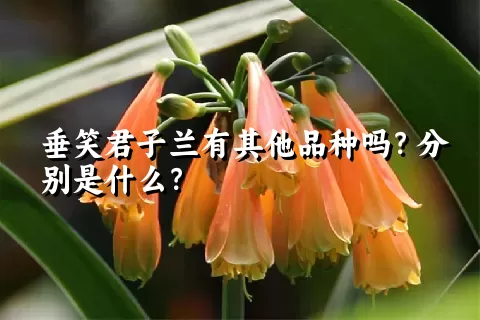 垂笑君子兰有其他品种吗？分别是什么？
