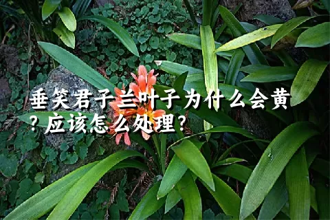 垂笑君子兰叶子为什么会黄？应该怎么处理？