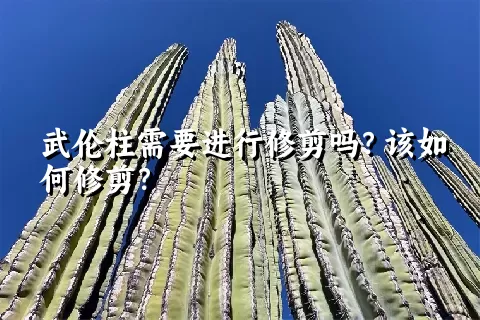 武伦柱需要进行修剪吗？该如何修剪？