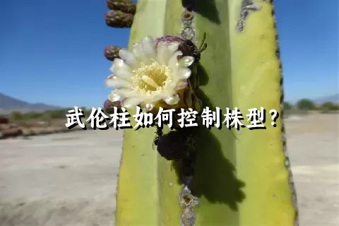 武伦柱如何控制株型？