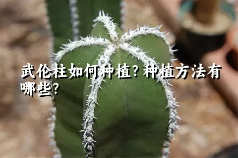 武伦柱如何种植？种植方法有哪些？