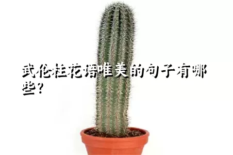 武伦柱花语唯美的句子有哪些？