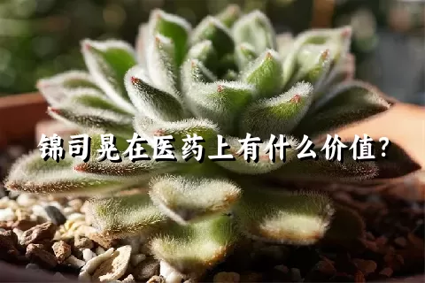 锦司晃在医药上有什么价值？