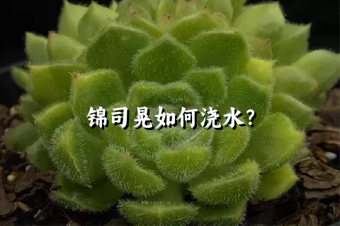 锦司晃如何浇水？