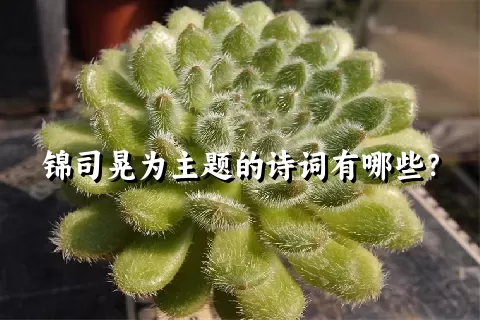 锦司晃为主题的诗词有哪些？