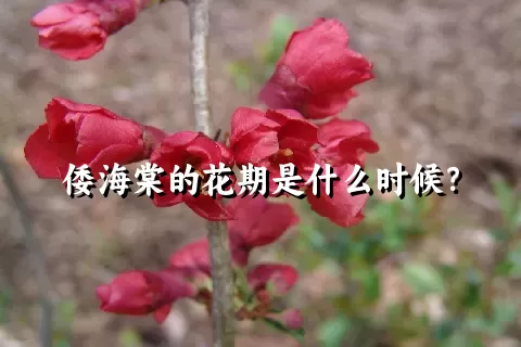 倭海棠的花期是什么时候？