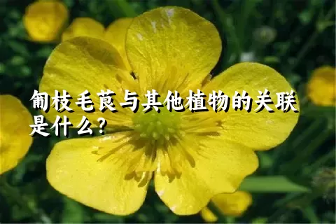 匍枝毛茛与其他植物的关联是什么？