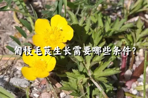 匍枝毛茛生长需要哪些条件？
