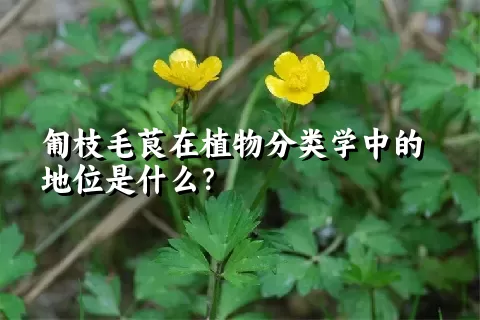 匍枝毛茛在植物分类学中的地位是什么？
