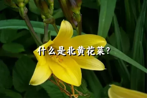 什么是北黄花菜？