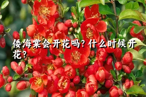 倭海棠会开花吗？什么时候开花？